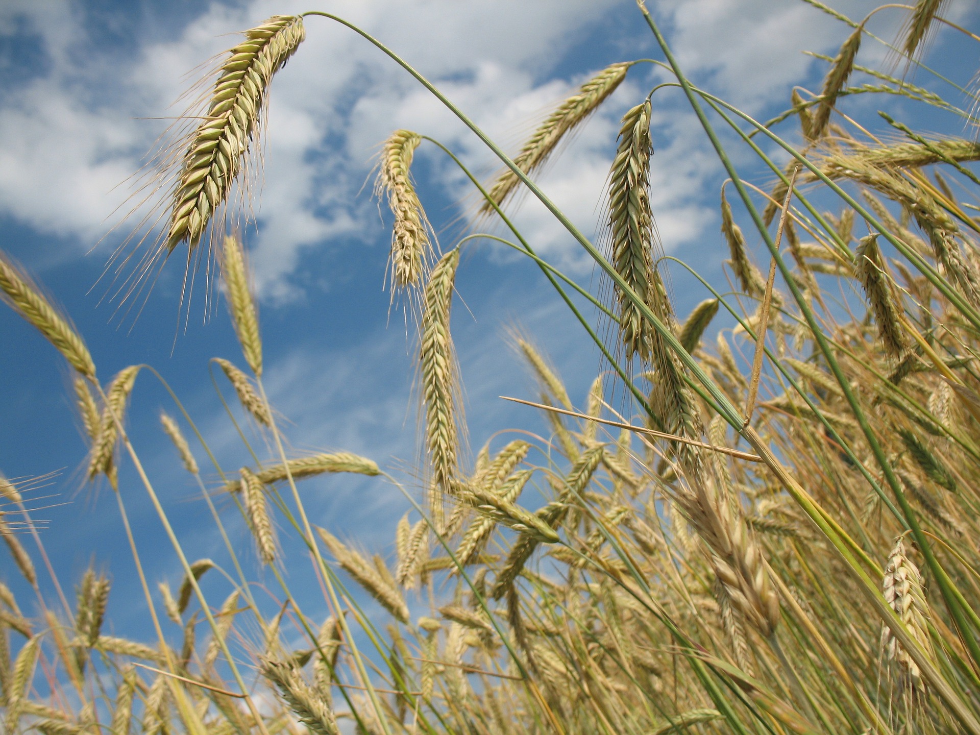 Пшеница самая важная культура в мире